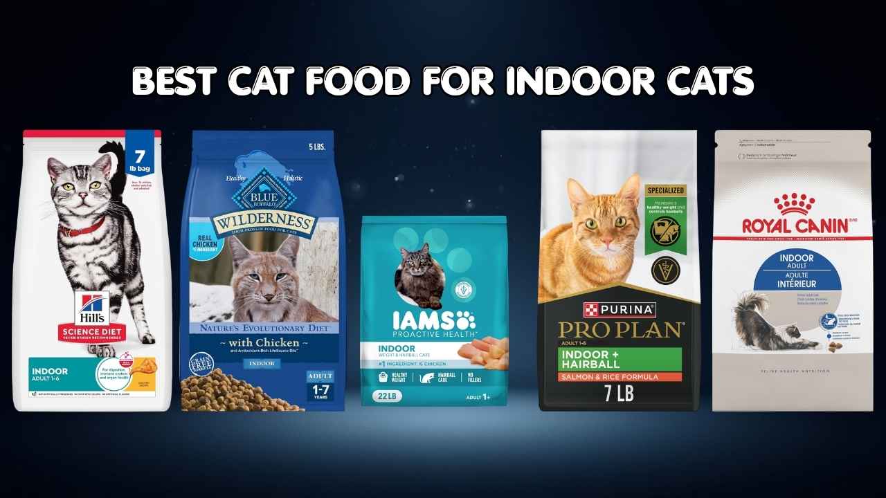 Best Cat Food for Indoor Cats