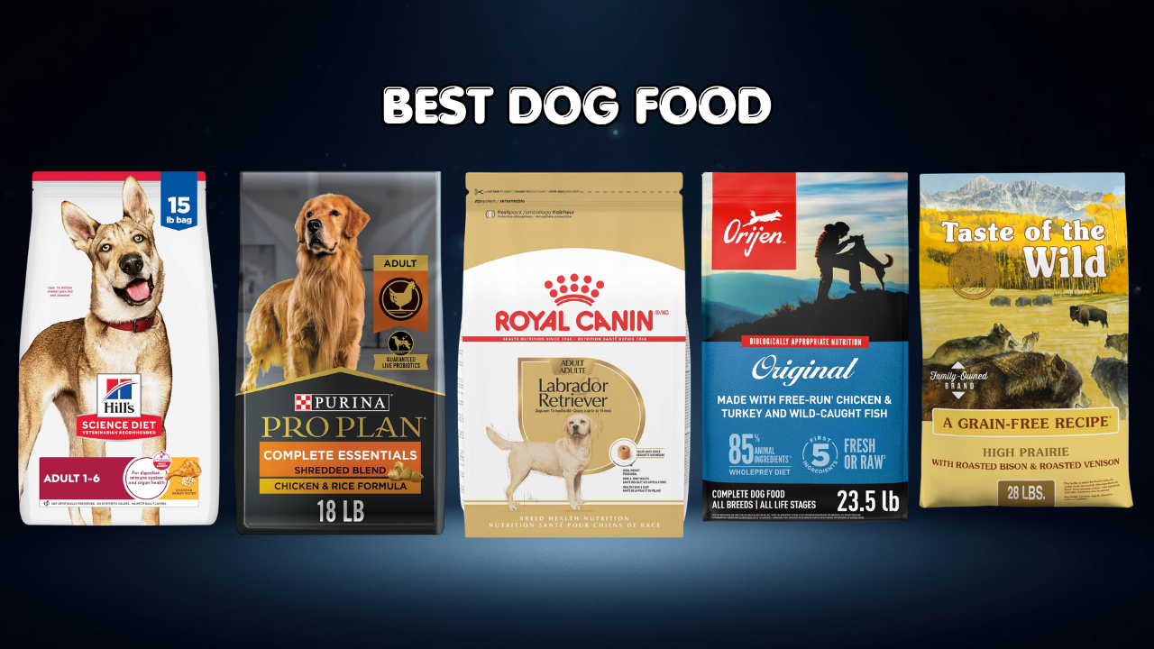Best Dog Food