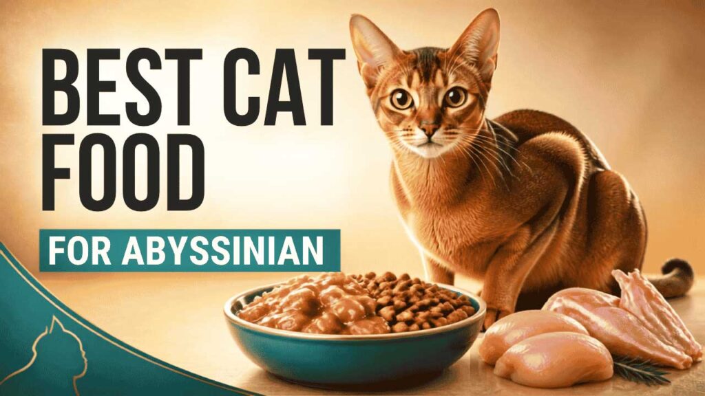 Best-Cat-Food-for-Abyssinian