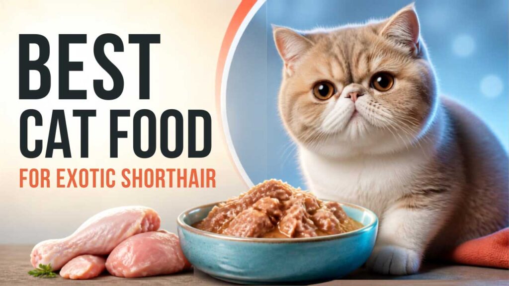 Best-Cat-Food-for-Exotic-Shorthair