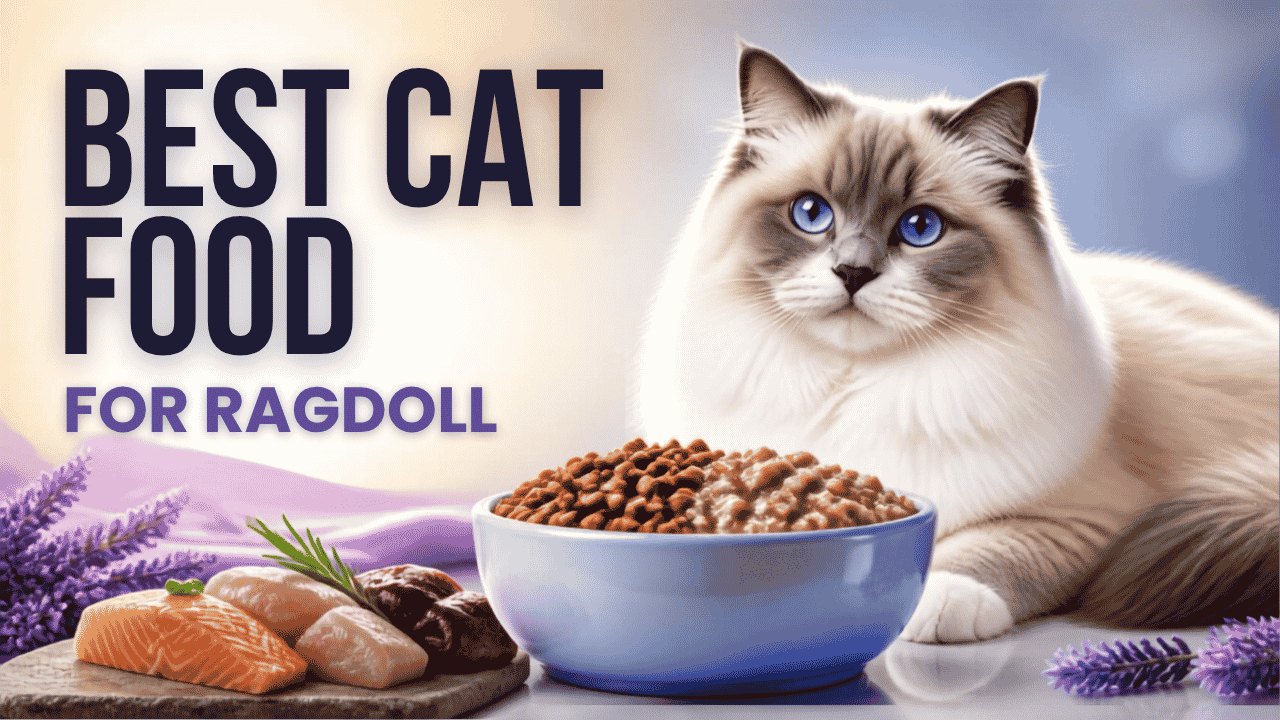 Best Cat Food for Ragdoll