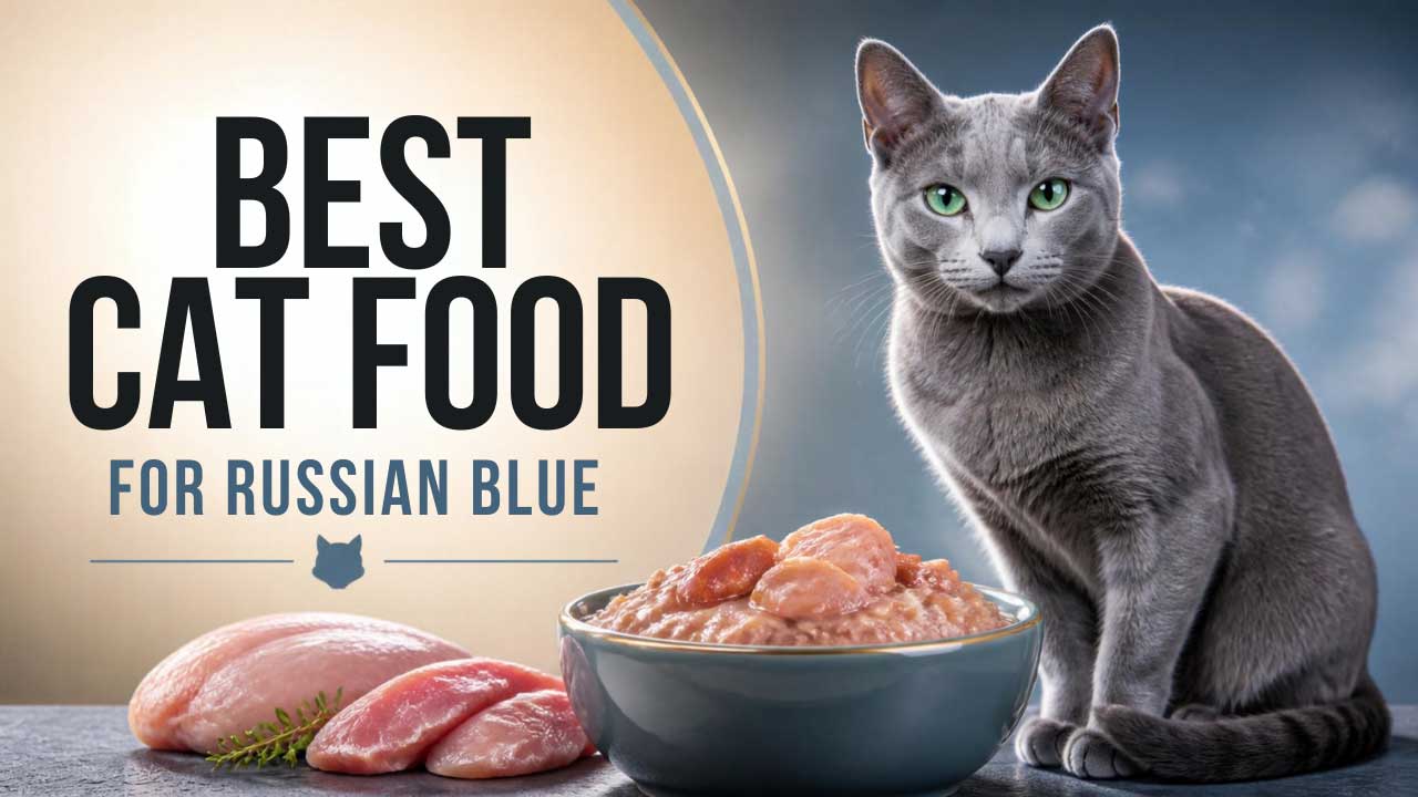 Best-Cat-Food-for-Russian-Blue