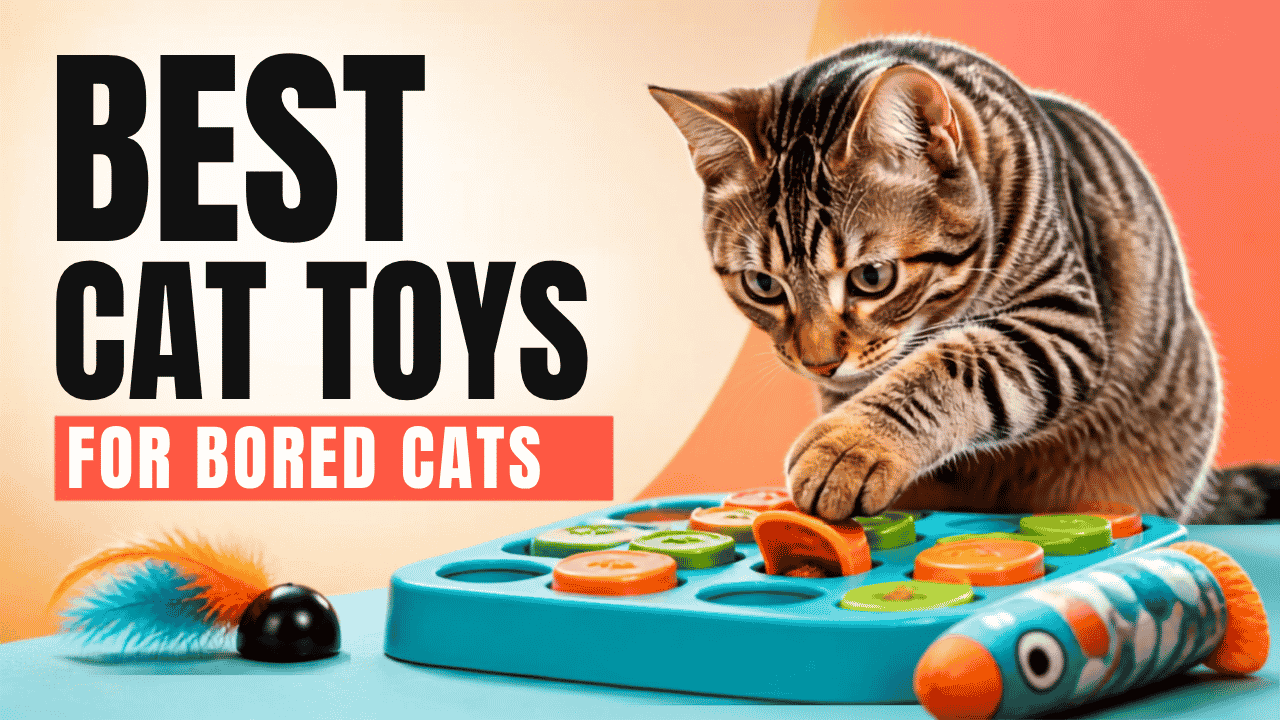 Best Cat Toys for Bored Cats