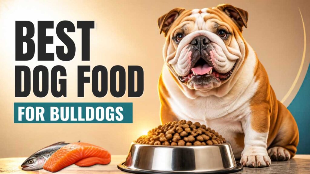 Best-Dog-Food-for-Bulldogs