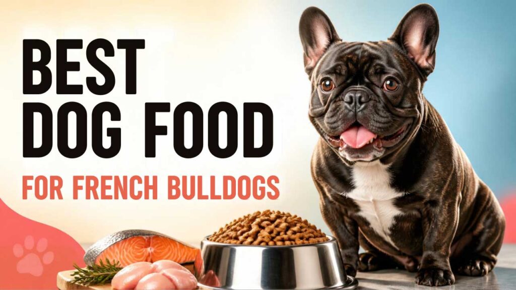 Best-Dog-Food-for-French-Bulldogs