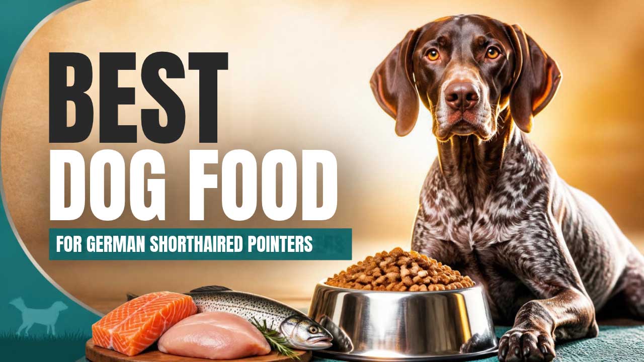 Best-Dog-Food-for-German-Shorthaired-Pointers