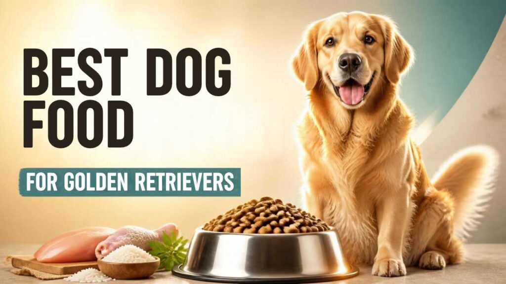 Best-Dog-Food-for-Labrador-Retrievers