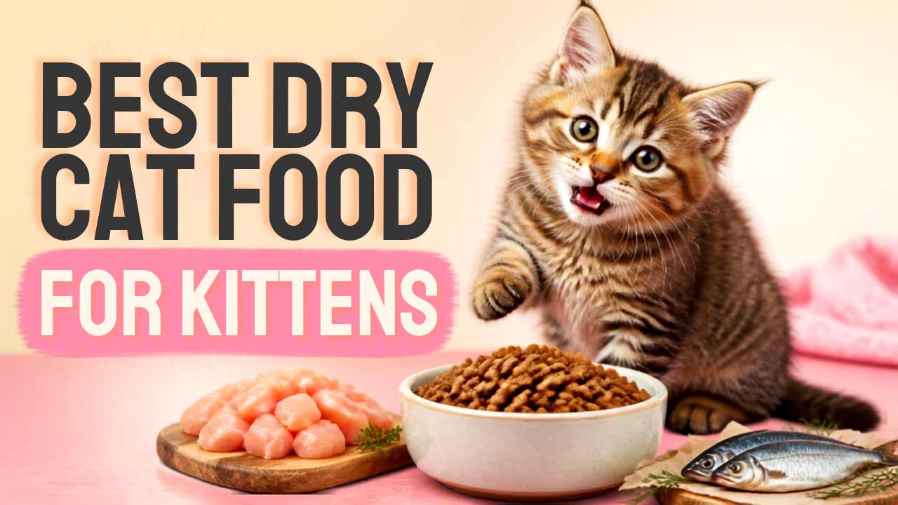 Best-Dry-Cat-Food-for-Kittens