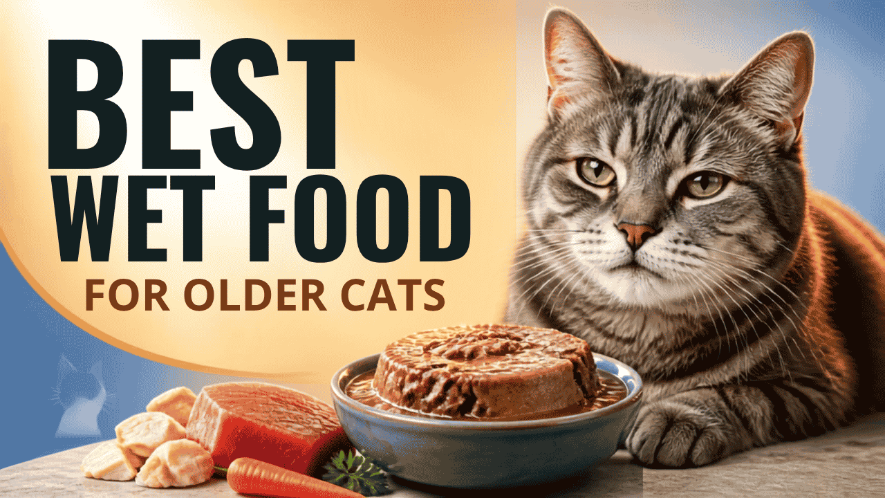 Best Wet Food for Older Cats