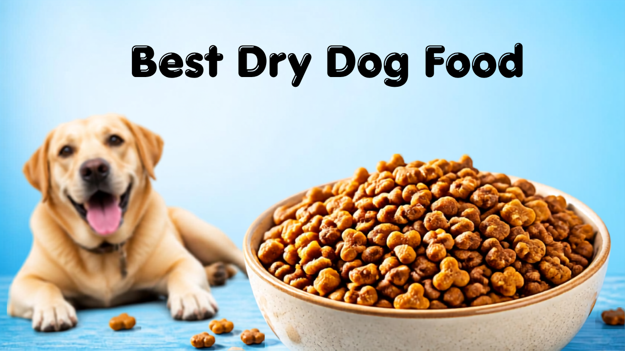 Best Dry Dog Food