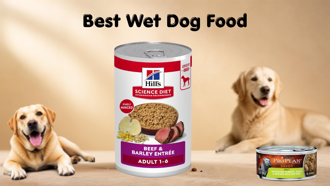 Best Wet Dog Food