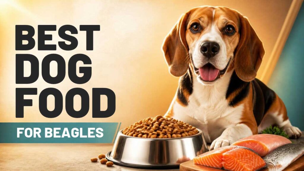 The-Best-Dog-Food-for-Beagles