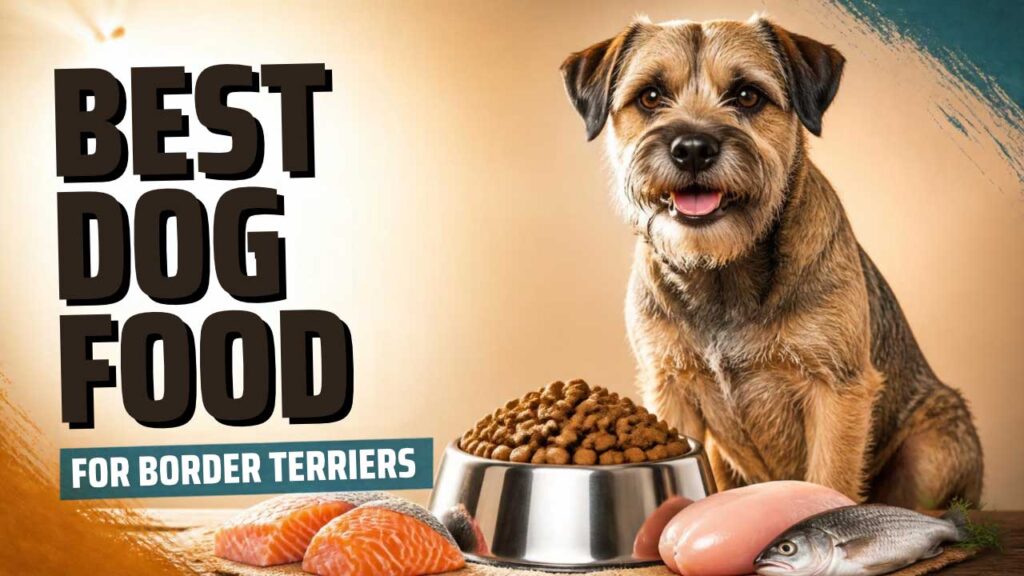 best-dog-food-for-border-terriers