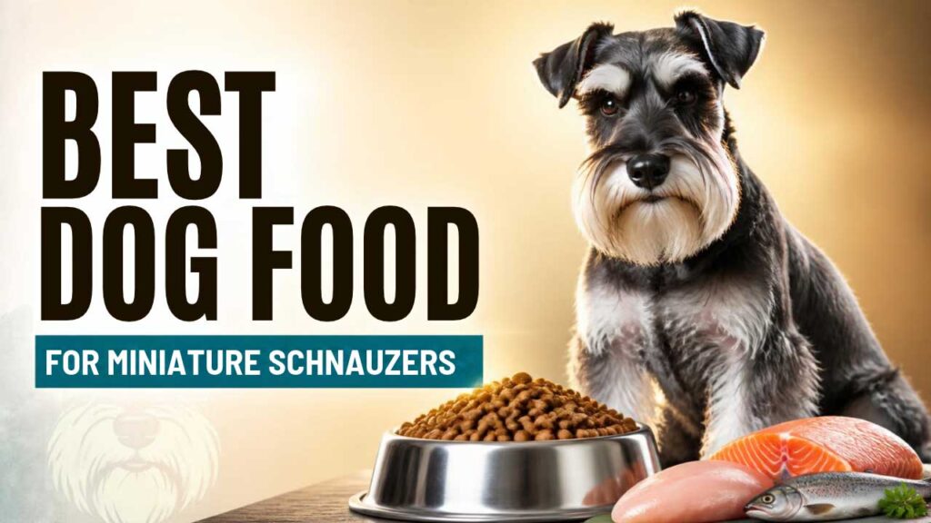 best-dog-food-for-miniature-schnauzers
