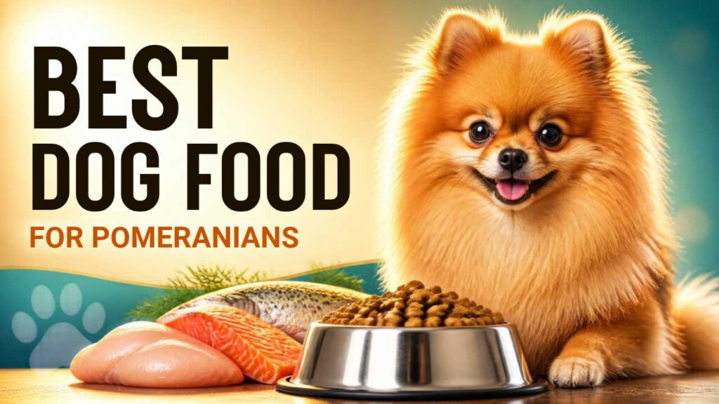 best-dog-food-for-pomeranians