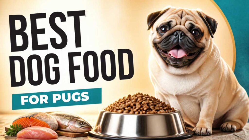 best-dog-food-for-pugs