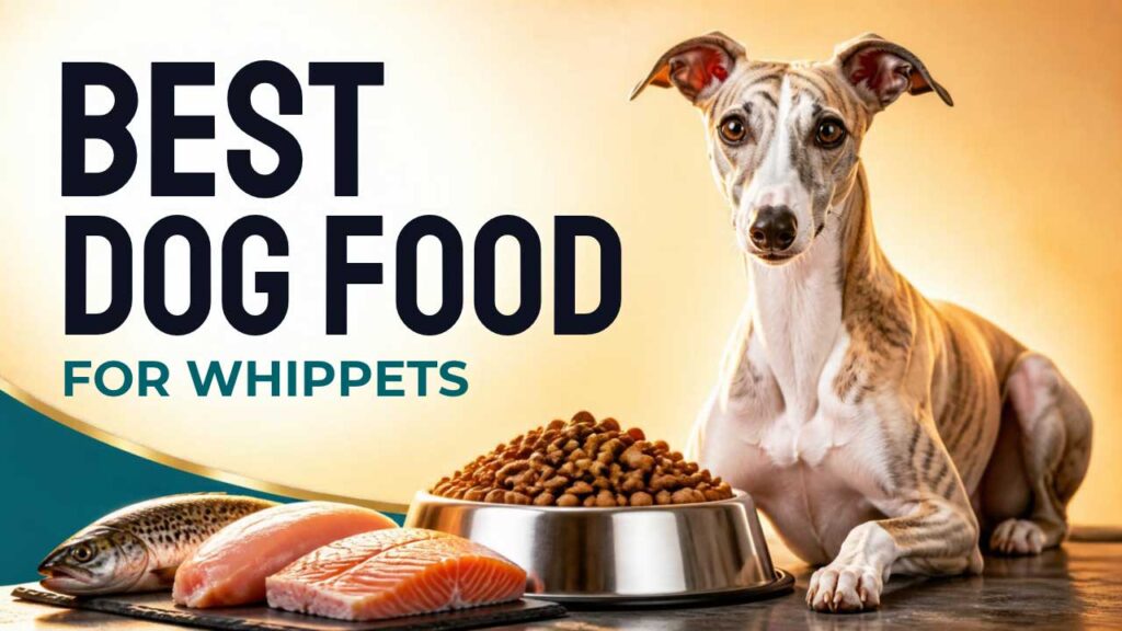best-dog-food-for-whippets